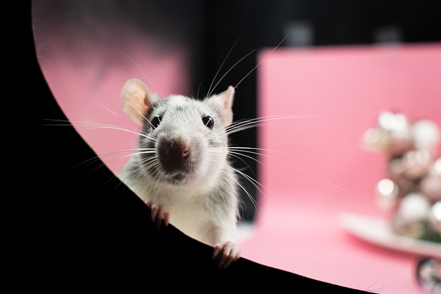 Osudy snů odhaleny: Kompletní snář mrtvá krysa odhaluje tajemství vašich nejpodivnějších snů!
