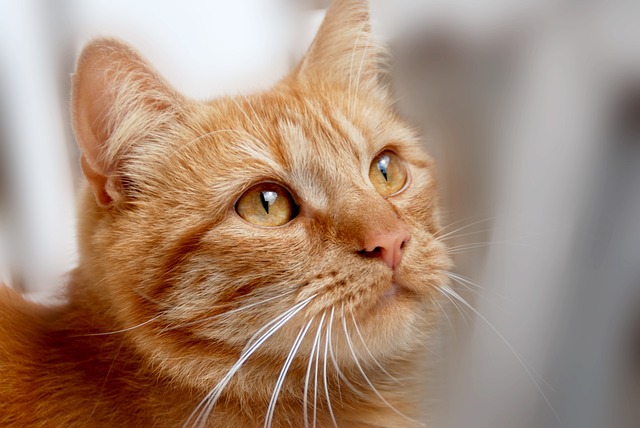 Zažijte neuvěřitelnou fascinaci: Jak přeložit sny o kočkách ve snáři a tajemství jejich významu!