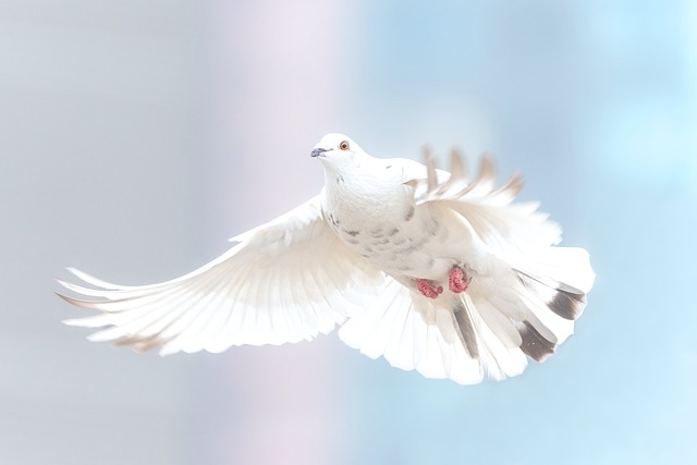 Odhalení tajemství: Jak hejno holubů kálelo snáře ve vašich snech!