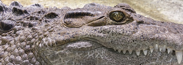 Tajemství snů o krokodýlech: Co vám‌ snář může prozradit o podvědomí?