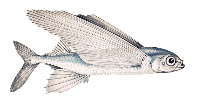 Létající ryba jako předzvěst změn: Jak interpretovat tento znak ve snech