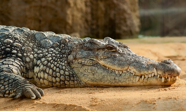 Jak interpretovat ⁢sny o krokodýlech: Tipy a triky od odborníků na snáře