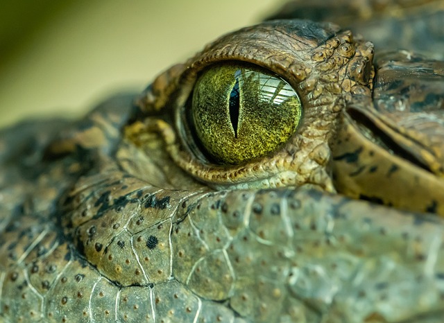 Výklad snů⁣ o⁢ krokodýlech:⁤ Odhalte skryté ‍významy vašich nočních příběhů