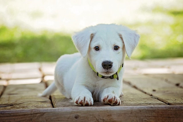 Jak si vybavit sen ‌o bílém psovi a‌ dobře⁣ ho ‍zapamatovat?