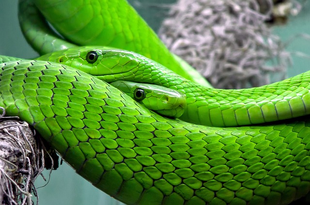 Co znamenají sny o‌ hadích uštknutí? Dejte si pozor na tyto výklady!