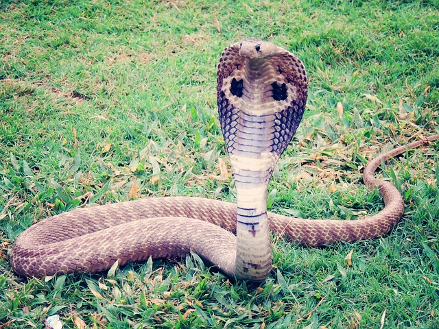 10 tajemství ve snáři had kobra: Odhalte význam vašich snů!