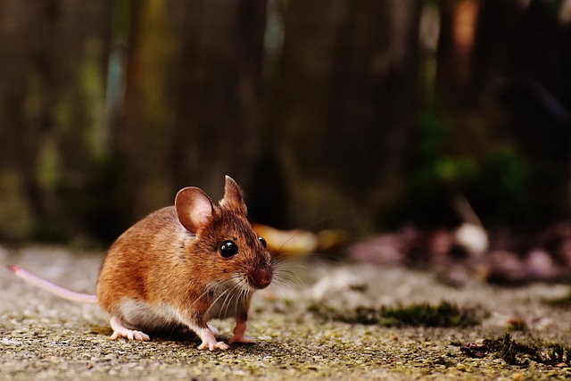 Revoluční snář myši krysy: Tajemství vykládání snů odhaleno!