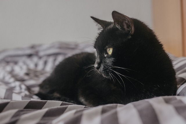 Černý kotě snář: Vysvětlujeme tajemství vašich snů a co znamená být bílým kotátkem