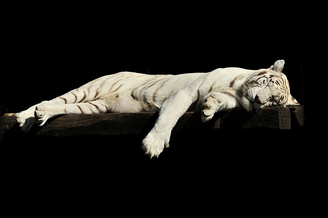 Zázračný výklad snů: Bílý tygr ve snáři odhaluje tajemství hlubokých snů!