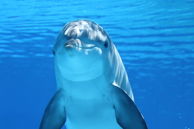 Delfin snář: Tajemství vašich snů odhalena! Objasňujeme jejich významy a symboliku!