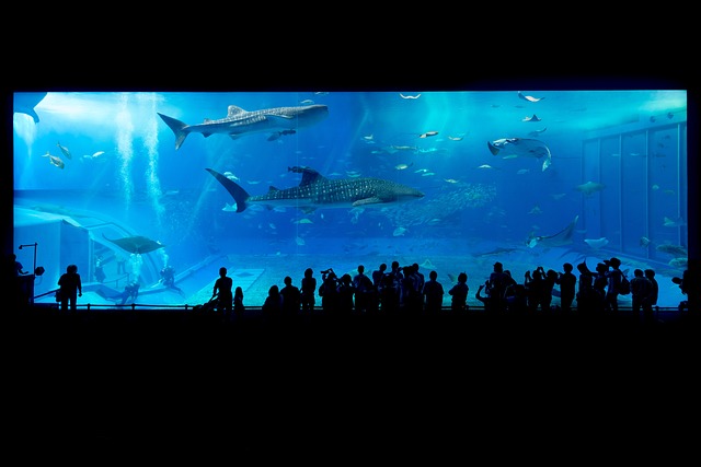 Spojení snového a bdělého světa: Jak Zázračný snář aquarium může ovlivnit naše rozhodování?