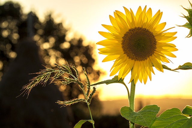 Slunečnice: Jak snář odhaluje symboliku slunečnic a vaše cesty k úspěchu a naplnění