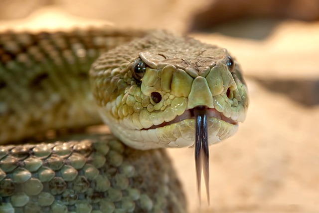 Unraveling the Mystery of Snake Dreams: Interpretation⁢ and Analysis