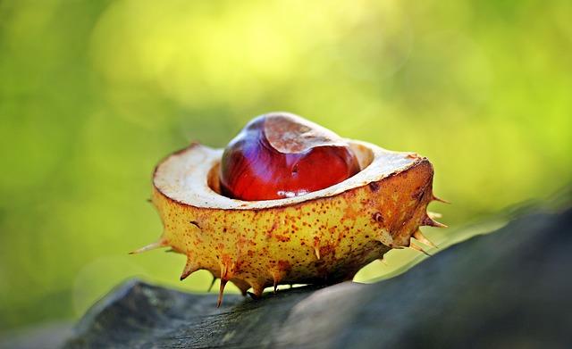 Nepřehlédnutelné znaky a symbolika kaštanů ve snovém světě