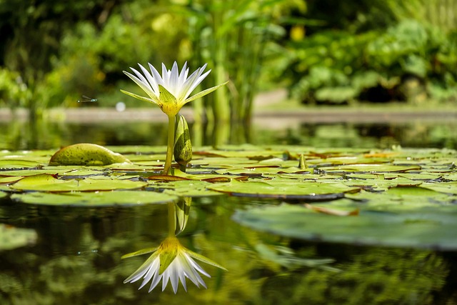 Rozšiřte své znalosti o⁤ symbolice rybníků ve snáři​ pro lepší ‍porozumění vašim snům
