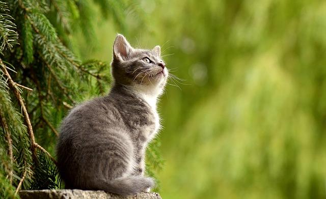 7. Osobní příběhy a tipy majitelů koček: Jaký vliv snář měl na jejich kočky