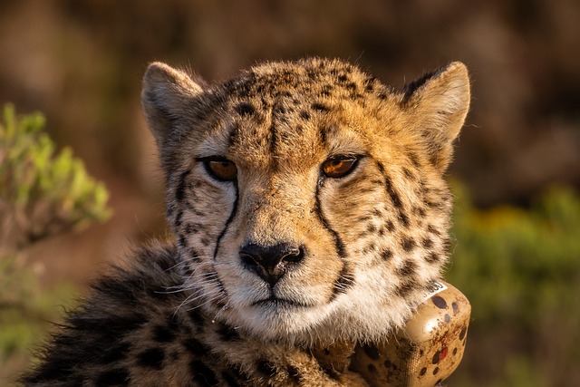 - Interpretace snů o gepardovi: Jak najít pravdivý význam těchto záhadných snů?