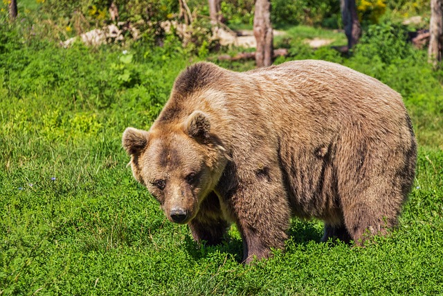 Jak rozpoznat ⁣a interpretovat různé ‌typy útoků medvědů v snáři?