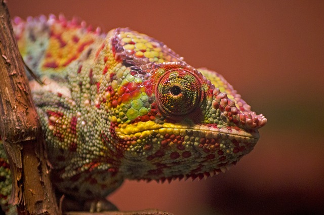 Podrobný snář pro tvé sny: Odhalte tajemství chameleoních symbolů!