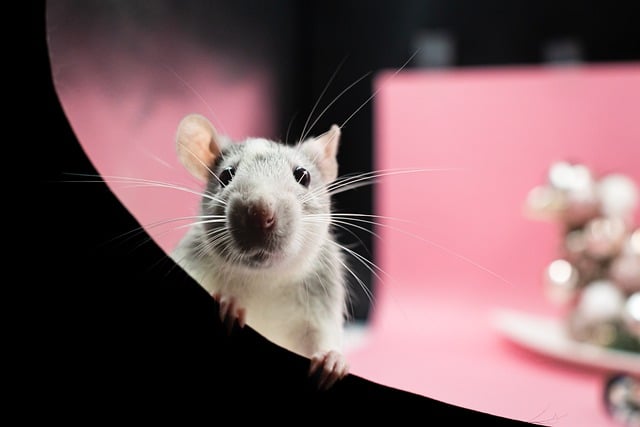 Metody a techniky výkladu snů pomocí krysy snáře