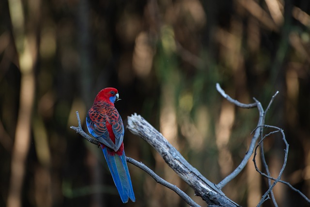Poznejte poselství snů spojených s karmínovou barvou
