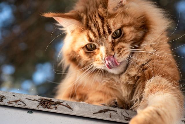 Zrzavá kočka vám pomůže rozplést tajemství vašich snů