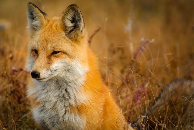 4. Analyzujte chování lišky ve snu: Identifikujte vzorce a naučte se je aplikovat na svůj životní koncept