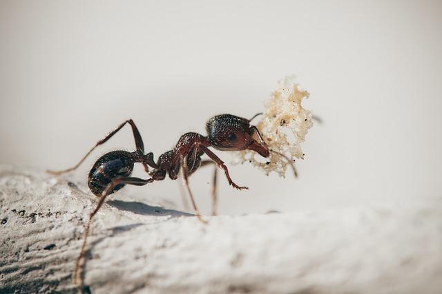 Fenomenální létající mravenci snáři –​ jak pochopit jejich znaky a významy