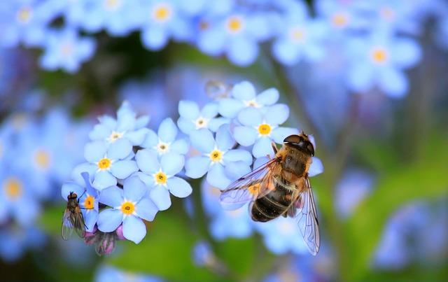 4. Význam snění o bodnutí včelou pro vaše emocionální a fyzické zdraví