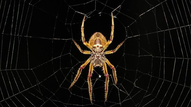 Objevování neznámého: Jak se projevuje pavouk ve snáři a jak nám to může pomoci pochopit sami sebe