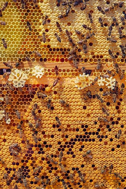 6. Jak se vyrovnat se strachem z včel a co to může znamenat v kontextu vašeho snu