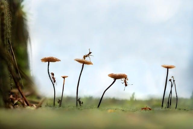 Létající mravenci snáři⁣ – tajemství jejich fenomenálního ⁣významu