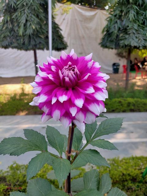 Jan Werich a jeho unikátní přístup k výkladu snů