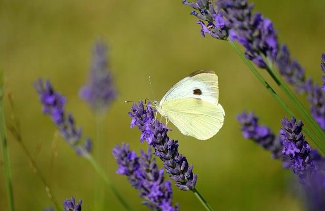 - Kde hledat inspiraci pro detailní výklad snů