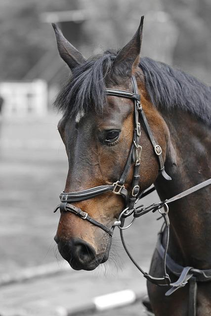 Povinnosti a role profesionálního prodavače snářů