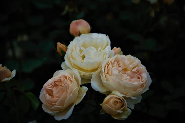 - Jak zlepšit svůj spánek a klidnější mysl díky Betty Bethards snáři