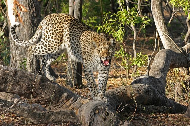 Váš kompletní průvodce světem snářů o leopardech – Jak interpretovat sny o leopardech