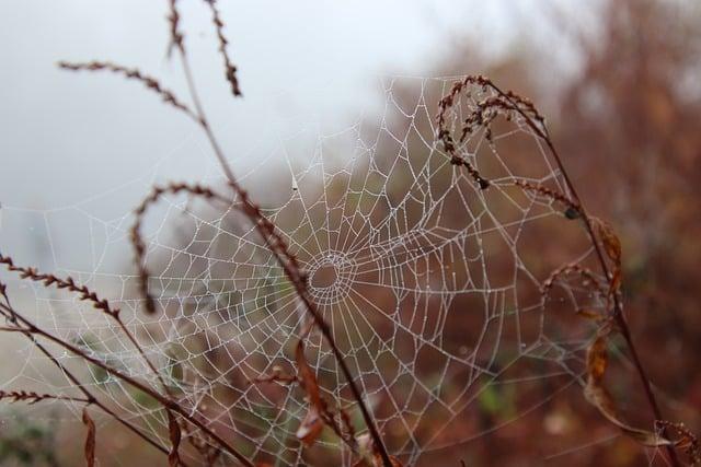 Zjistěte vše o tajemném světě ptačího trusu ve vašich snech – Přehledný průvodce Ptačí trus snářem!