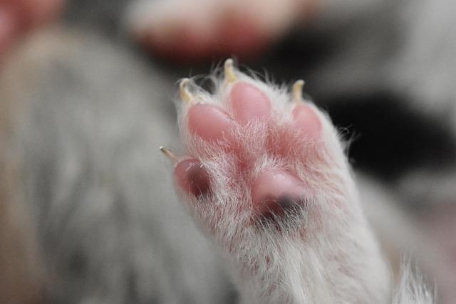 Jak chrániče na zuby ovlivňují vaše sny? Prozkoumejte snění s naším snářem!