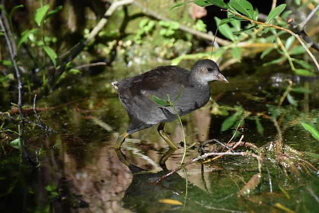Kde najít nejlepší online zdroje pro výklad snů?