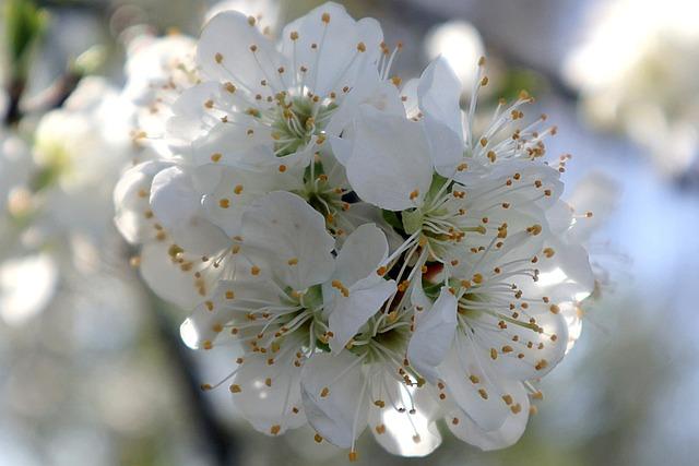 Vliv bílé barvy na emoční stav snícího