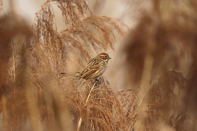 Přístup k interpretaci snů v různých kulturách
