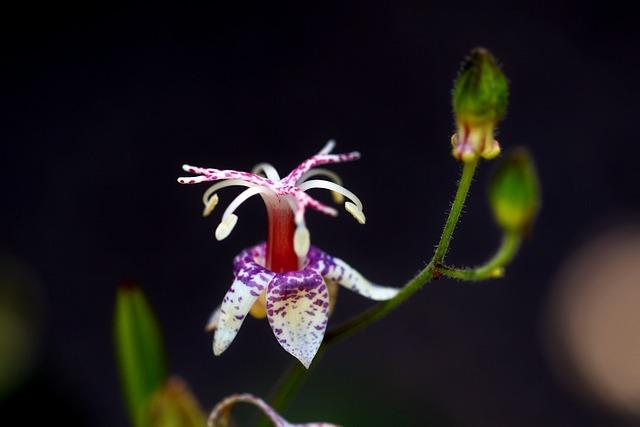Jak pomáhá vyřešení nočních videní v životě?