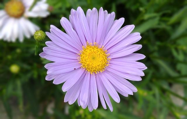 Role medového snáře v procesu rozluštění tajemství snů