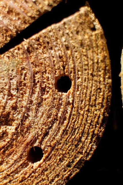 Postupujte při výkladu snů o jetelu s jistotou