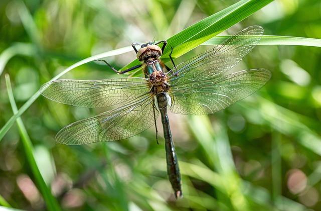 Sny o plísni na nehtech: Možné významy a interpretace