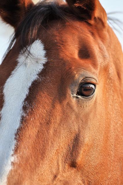 - Pochopení významu opakujících se snů