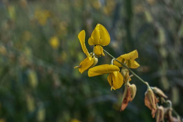 5. Jaké ⁢role mohou hrát léčivé ⁣bylinky a aromaterapie při řešení nočních můr