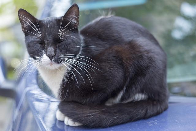 - Kdy je ideální čas koupit bílou košili podle vaší interpretace snu