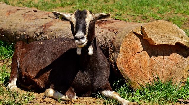 Využití výkladu snů k dosažení osobního rozvoje a úspěchu